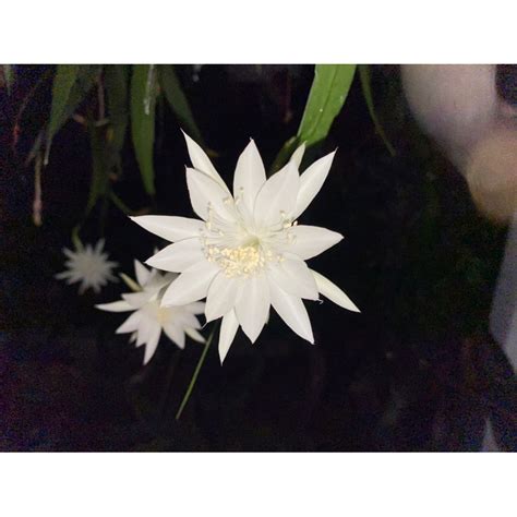 曇花|曇花 Epiphyllum 